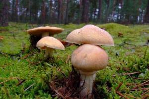 Грибы колпаки: описание вида и отличия от других грибов Грибы похожие на колпак кольчатый
